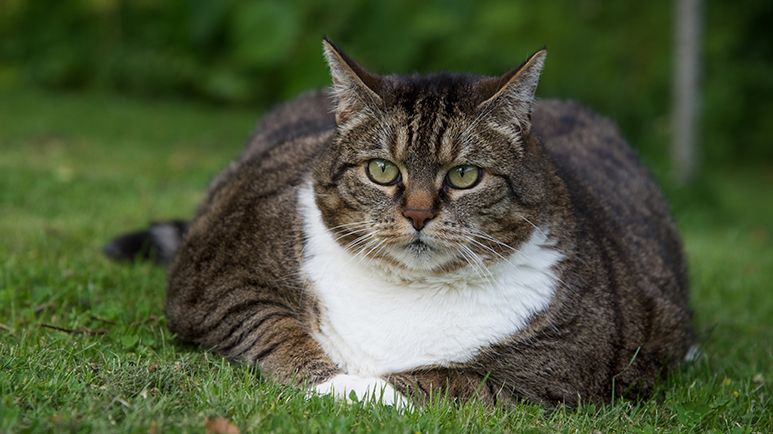 Obese cat discount