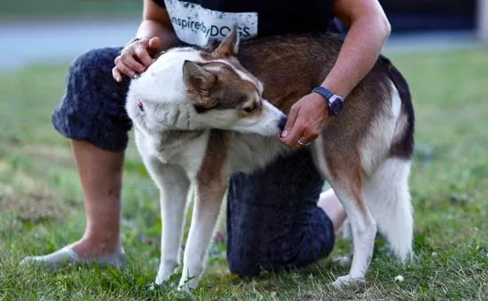 dog back stretch