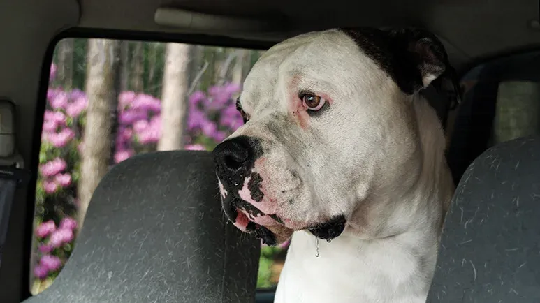 6 Subtle Signs Your Dog Is Carsick And Its Hidden Trigger 6-subtle-signs-your-dog-is-carsick-and-its-hidden-trigger