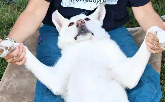dog chest stretch lying