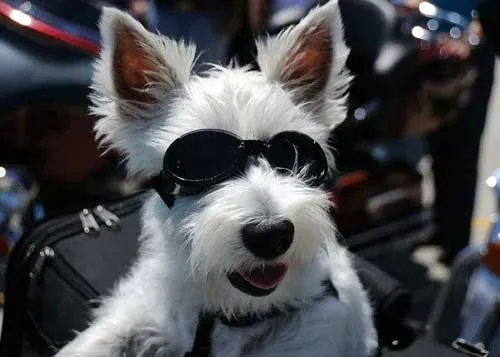 Dog Goggles