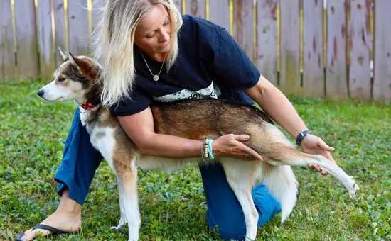 dog hip stretch