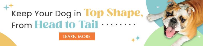 Keep Your Dog in Top Shape, From Head to Tail