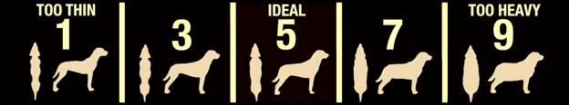 ideal weights for pets
