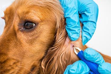 The Link Between Lyme Disease and Ehrlichiosis