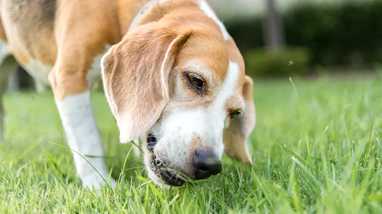 Why dogs eat grass dr shop karen becker