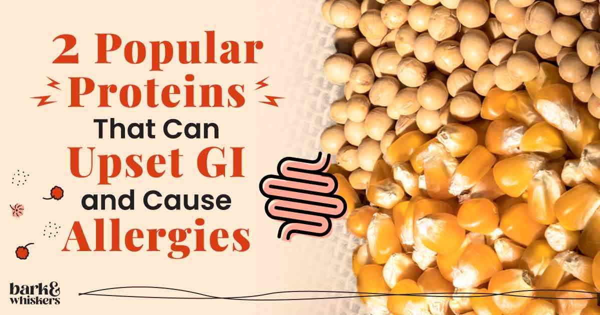 Corn Gluten & Soybean Protein Can Upset GI and Cause Allergies