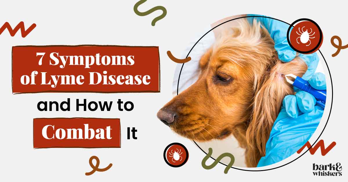 The 7 Symptoms of Lyme Disease Is Your Dog Infected