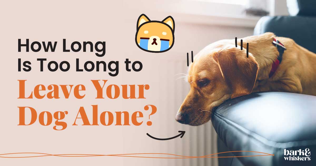 How Long Is Too Long to Leave Your Dog Alone?