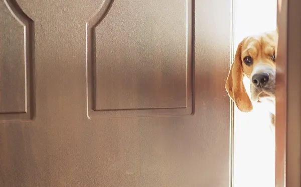 dog peeking