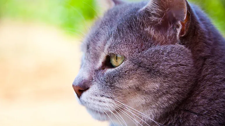 Diet for deals older cats