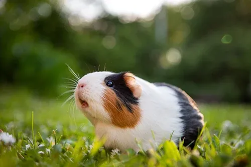 Pet Guinea Pig