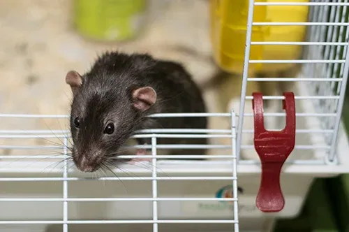 Small Pet Rat
