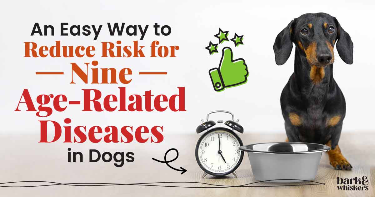 Benefits of Intermittent Fasting for Dogs