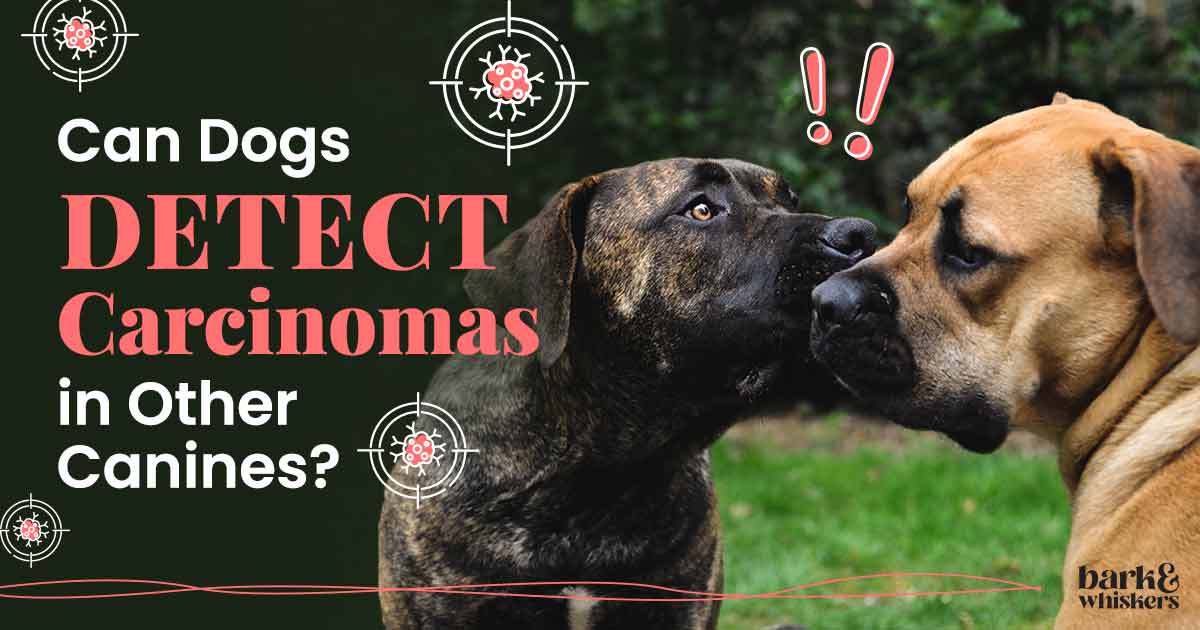 Can Dogs Detect Carcinomas in Other Canines?