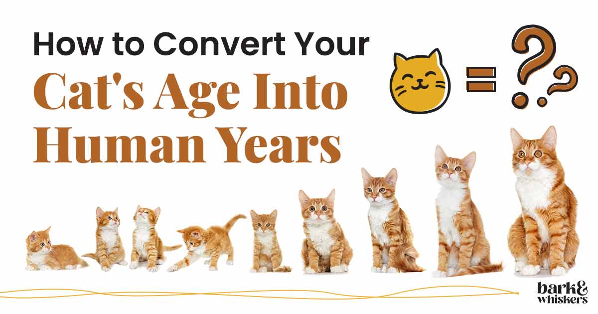 How to Convert Your Cat's Age Into Human Years