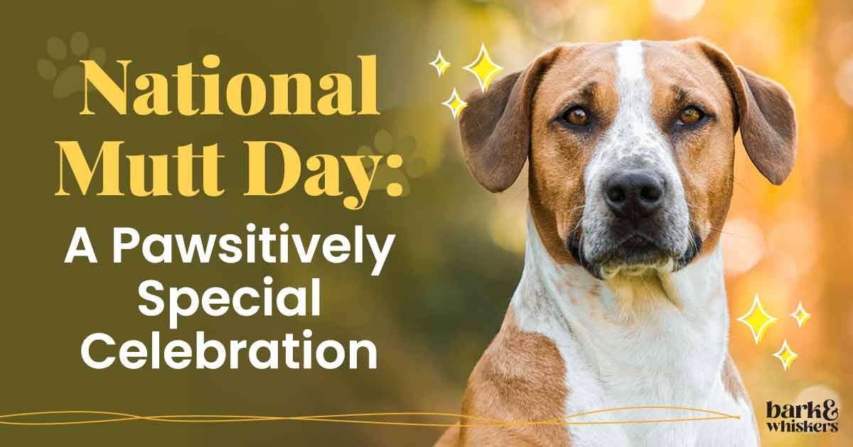 National Today Mutt Day Activities 2024au Geri Pennie