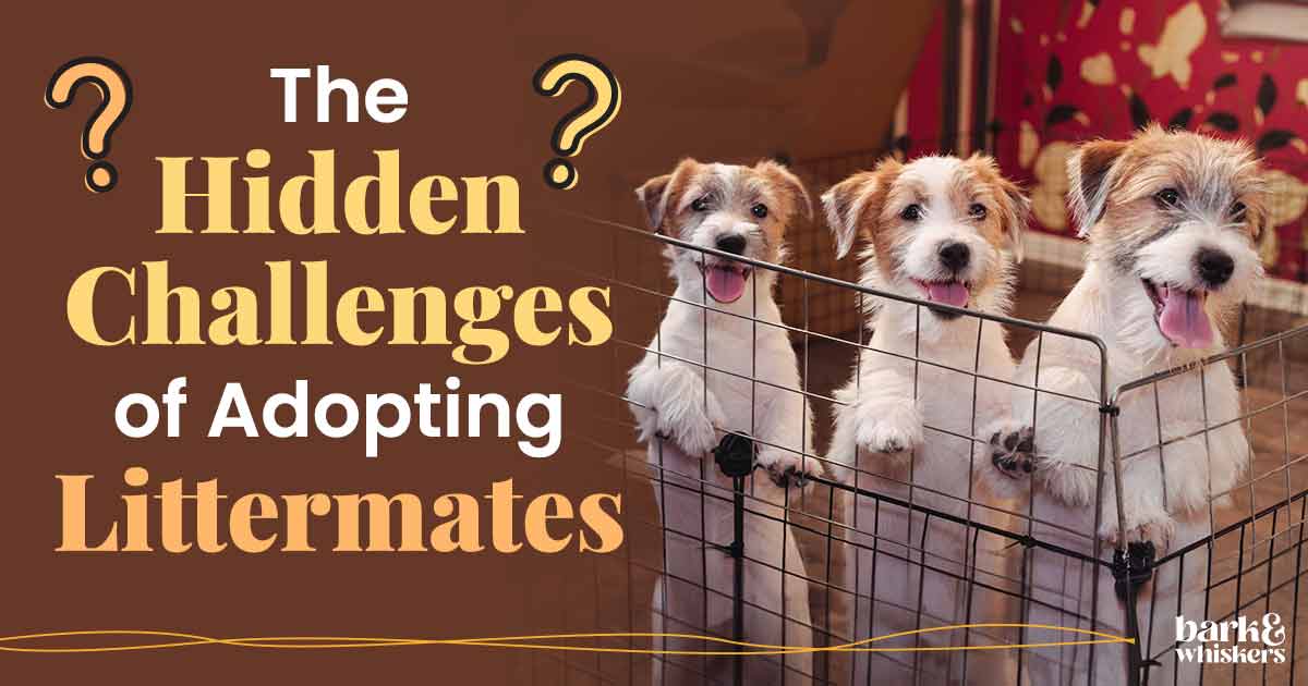 The Hidden Challenges of Adopting Littermates