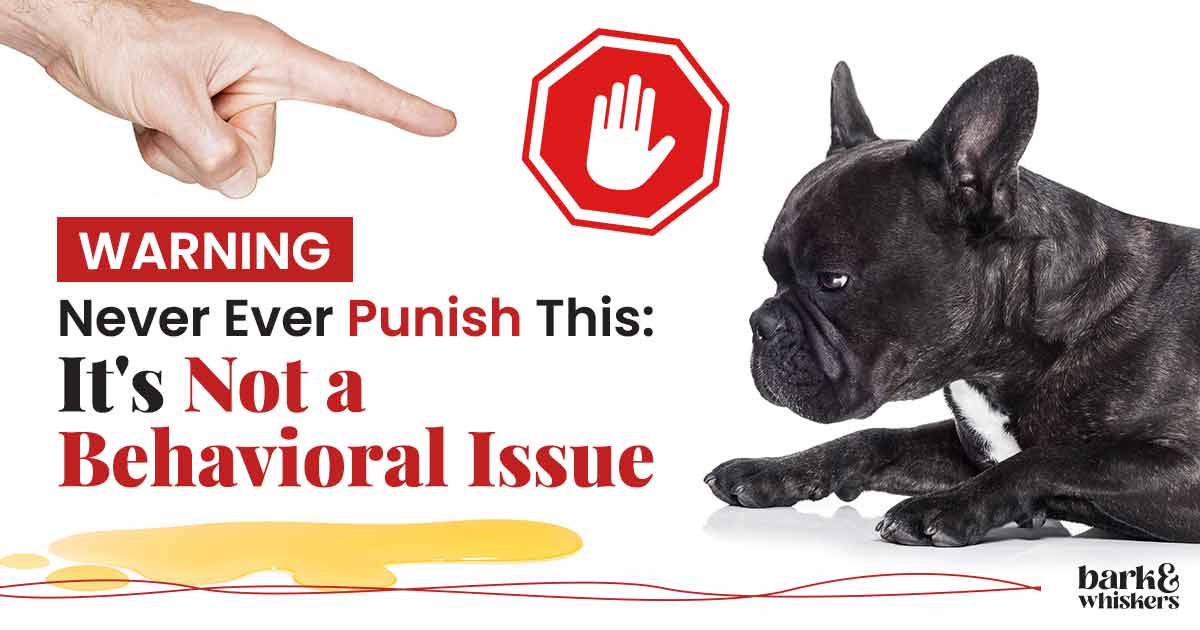 Why You Shouldnt Punish Your Dog for Urinary Incontinence