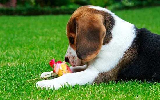 beagle