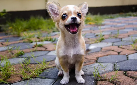 chihuahua