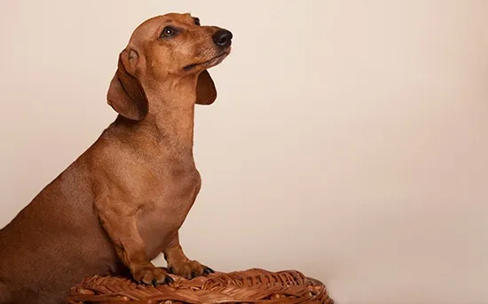dachshund