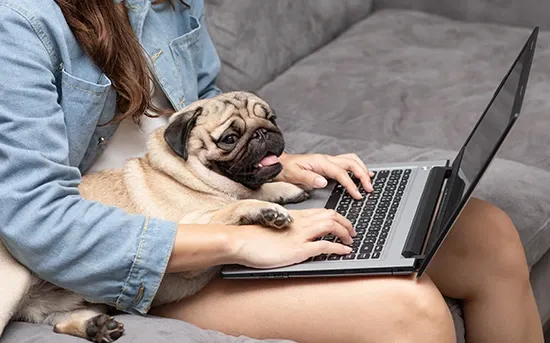 pug
