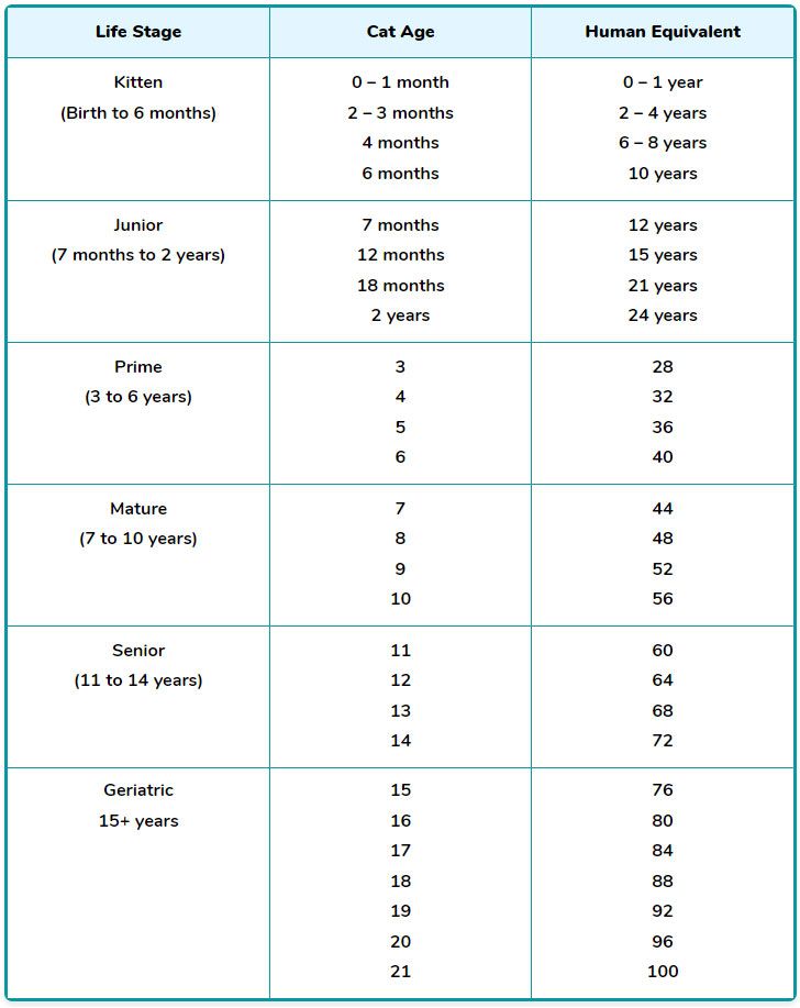 cat age human equivalent