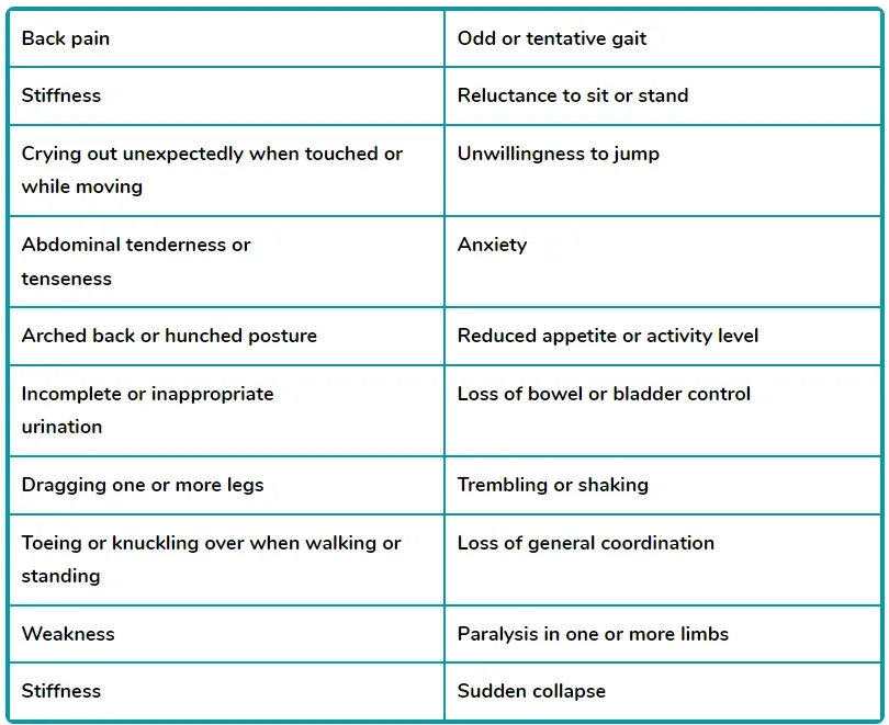 symptoms of IVDD