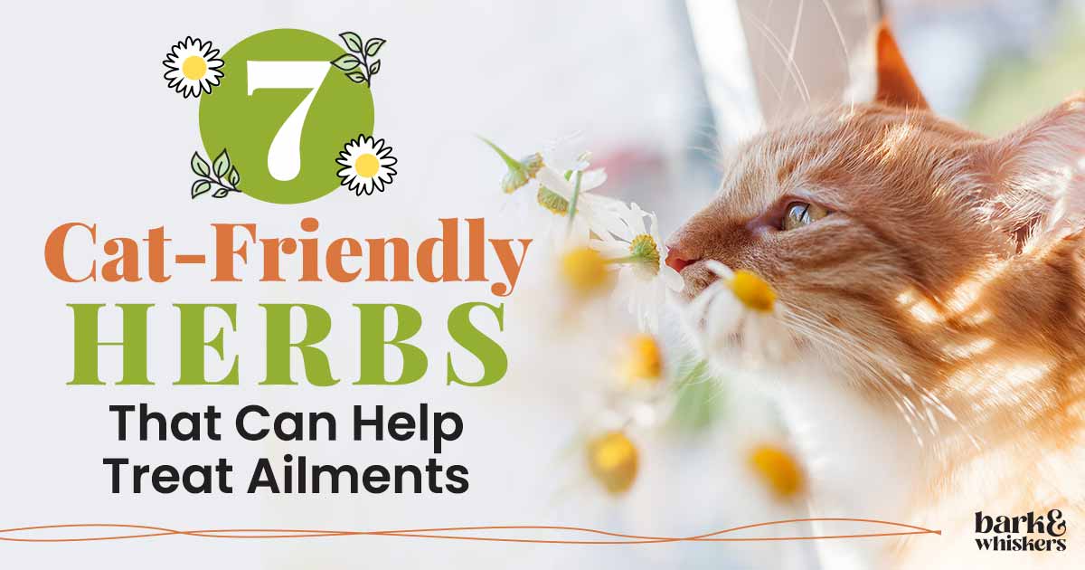 Natural Calming Herbs for Cats