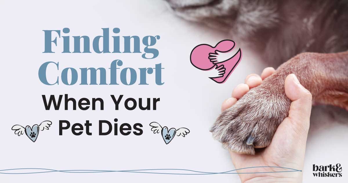Finding Comfort When Your Pet Dies