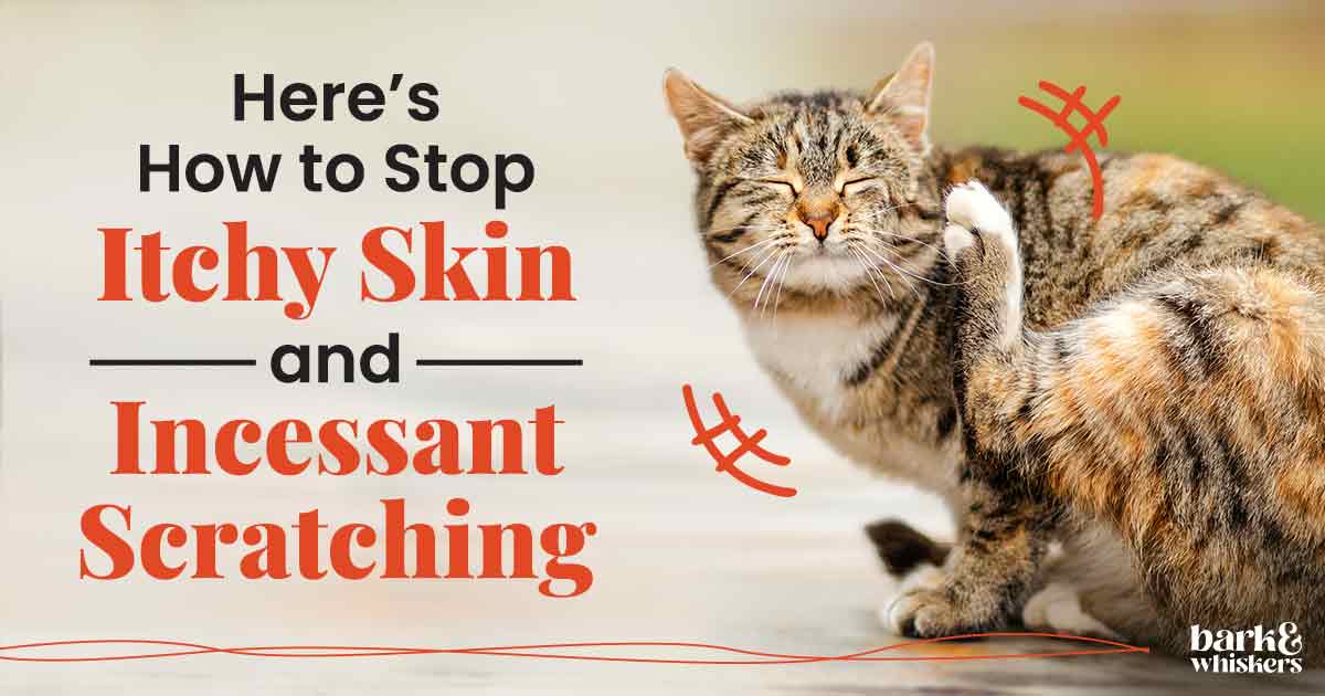 5 Conditions That Can Make Your Cat Itch