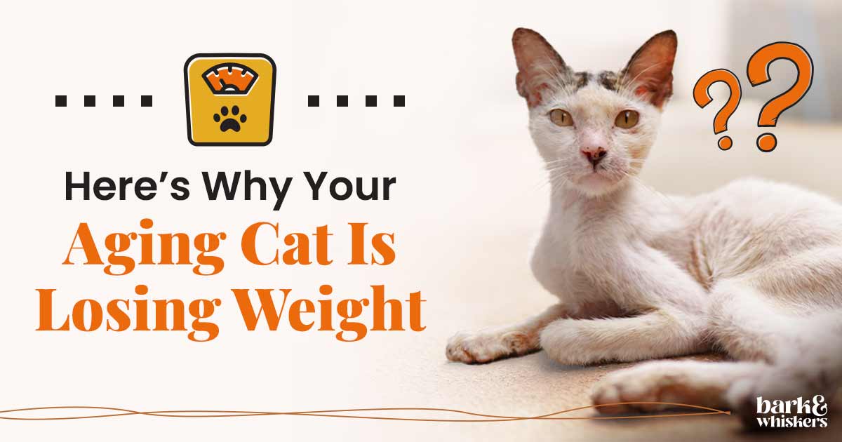 Shrinking Kitty Syndrome Why Your Aging Cat Is Losing Weight