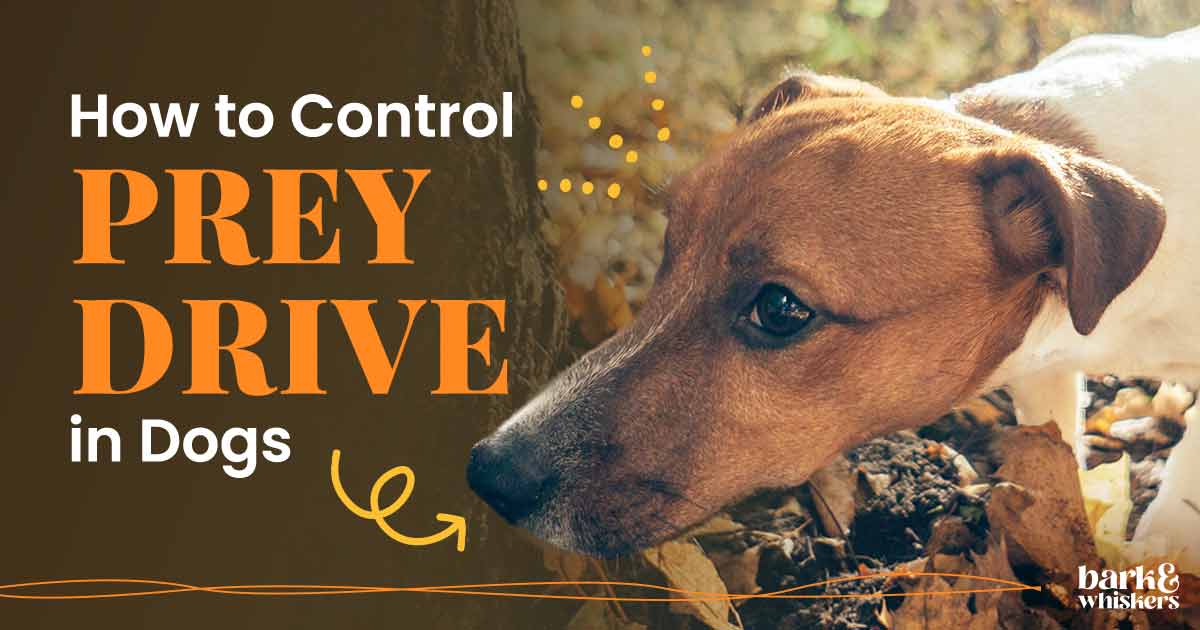 How to Control and Channel Prey Drive in Dogs on Walks