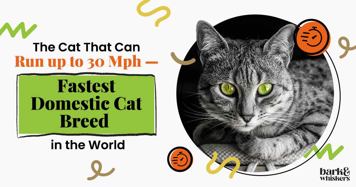 9 Fastest Domestic Cat Breeds in the World