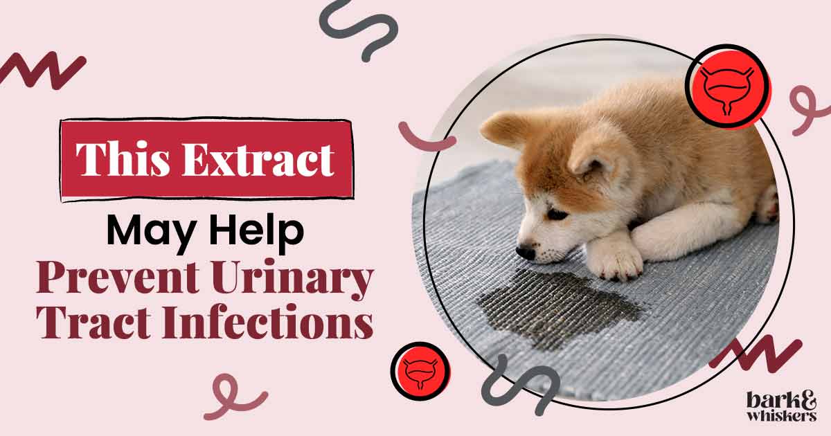 A Recent Study Shows Cranberry Extract May Prevent UTIs in Dogs