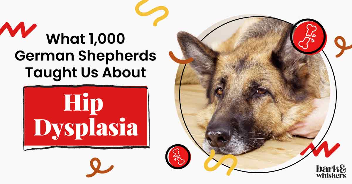 10 Dog Breeds Predisposed to Hip Dysplasia