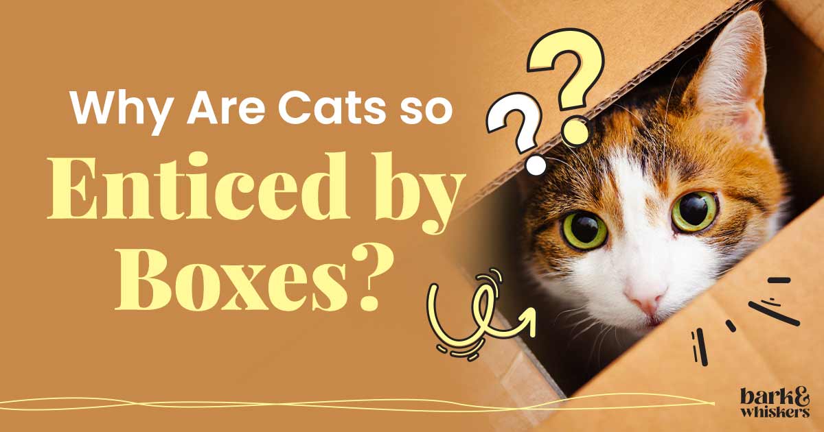 Why Are Cats so Enticed by Boxes?
