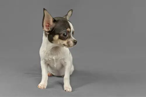 Dog Ears