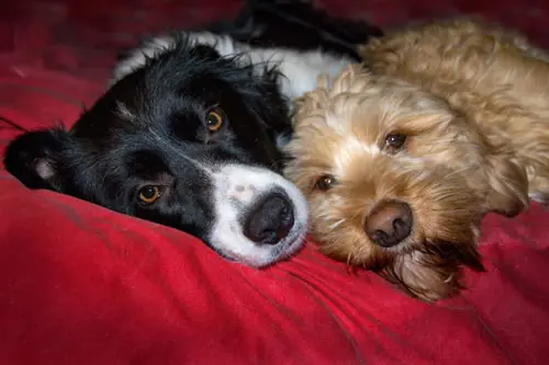 Dogs Hear Sounds