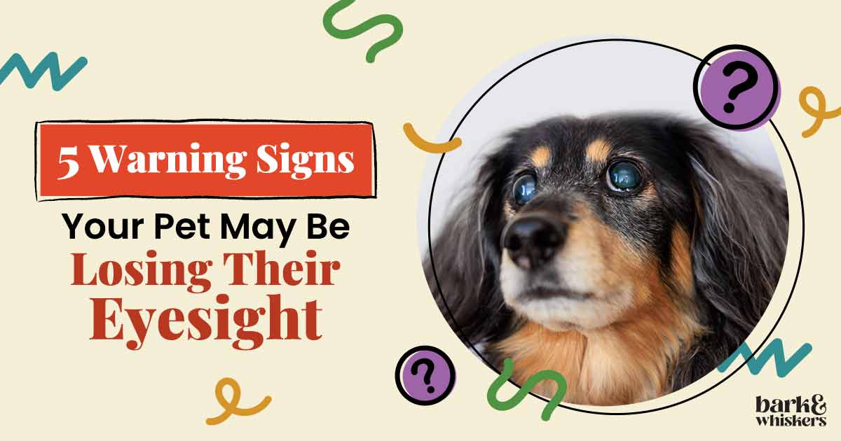 Blindness in Dogs/Cats Indicate a LifeThreatening Condition
