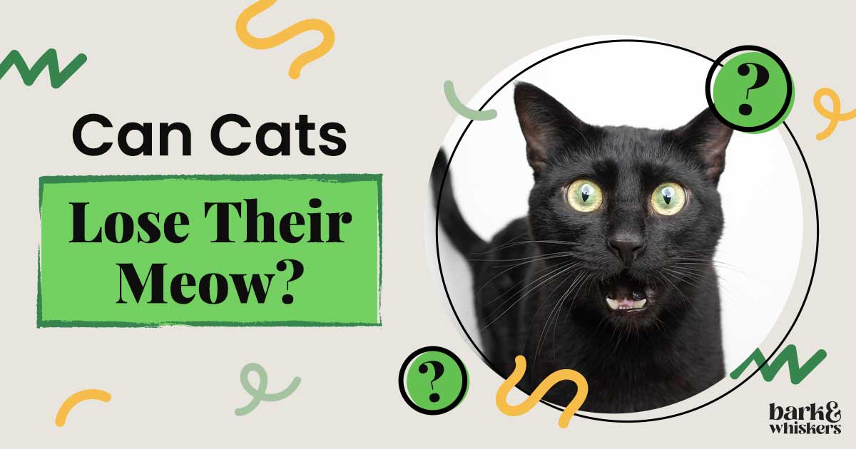 Can Cats Lose Their Meow?