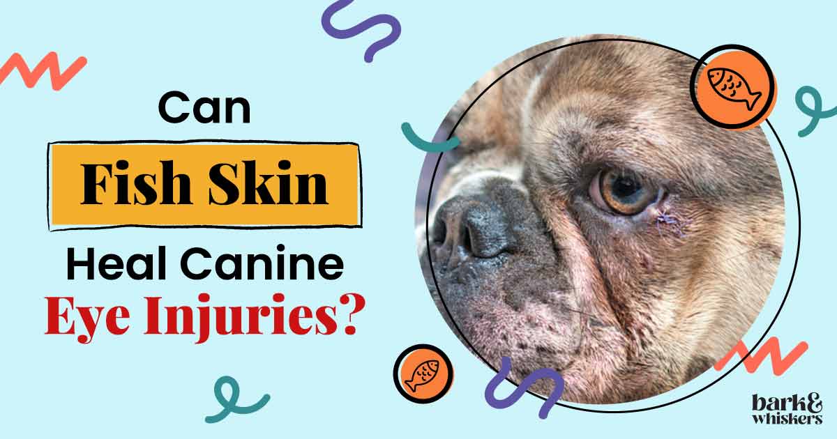 Fish Skin Heal Canine Eye Injuries