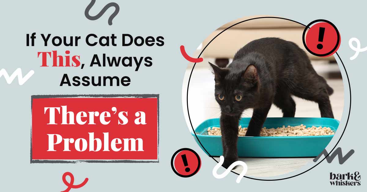 When Your Cat Pees Outside the Litterbox