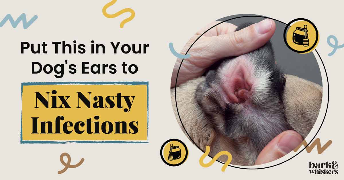 Prevention and Cure for Dog Ear Infection