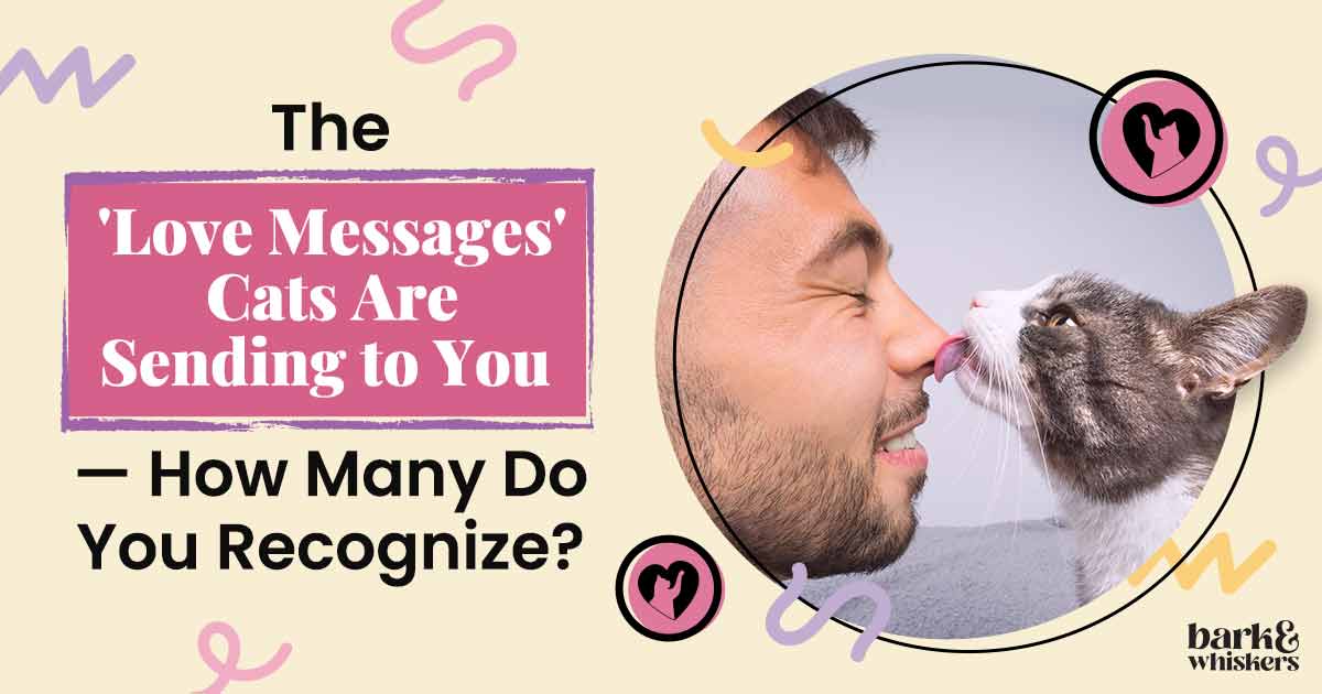 Does My Cat Love Me? Ways on How Cat Says 'I Love You'