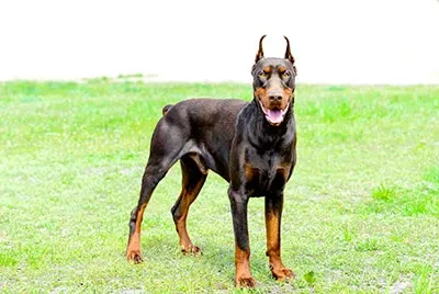 altered doberman