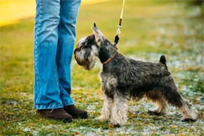 altered schnauzer