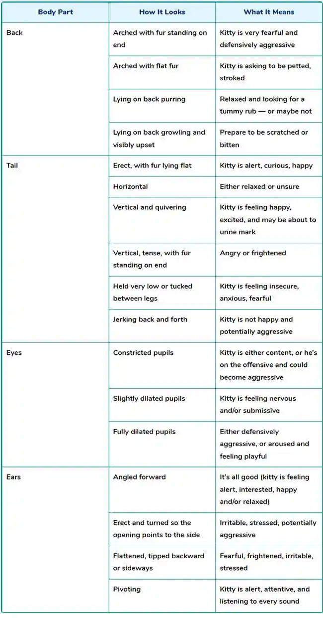 how cats communicate with bodies