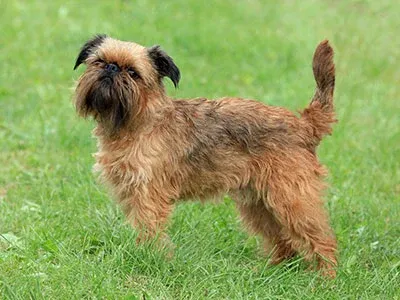 natural brussels griffon